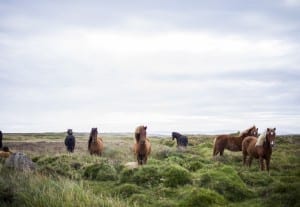 horse running